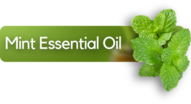 Mint essential oil ingredient used for flavor and freshness in oral care products