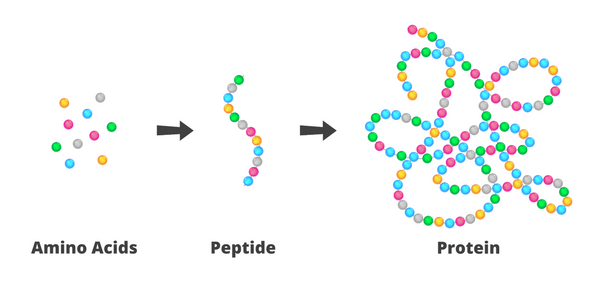 Why Peptides